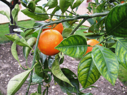 Oranges en verger, Coopérative Mezzacorona à Feudo Arancio (Sicile)